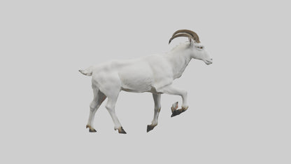 3D model Mountain Goat scaling cliff model VR / AR / low-poly
