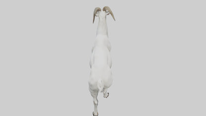 3D model Mountain Goat scaling cliff model VR / AR / low-poly