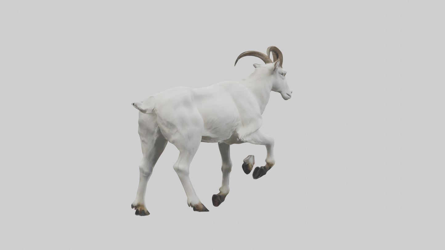 3D model Mountain Goat scaling cliff model VR / AR / low-poly