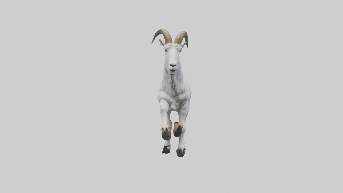 3D model Mountain Goat scaling cliff model VR / AR / low-poly