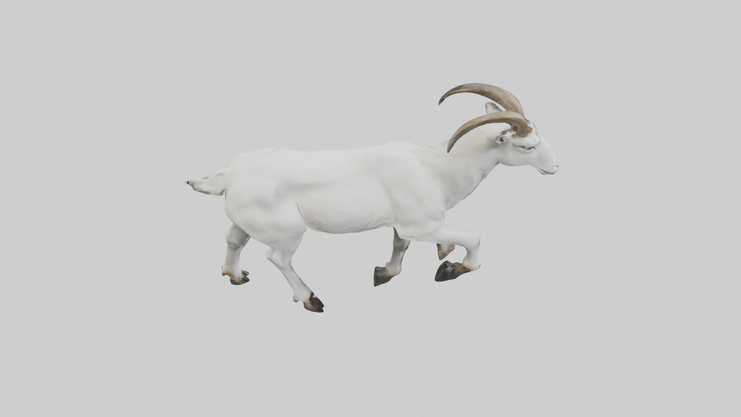 3D model Mountain Goat scaling cliff model VR / AR / low-poly