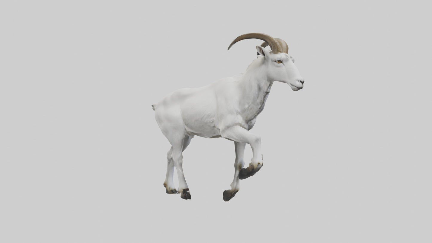 3D model Mountain Goat scaling cliff model VR / AR / low-poly