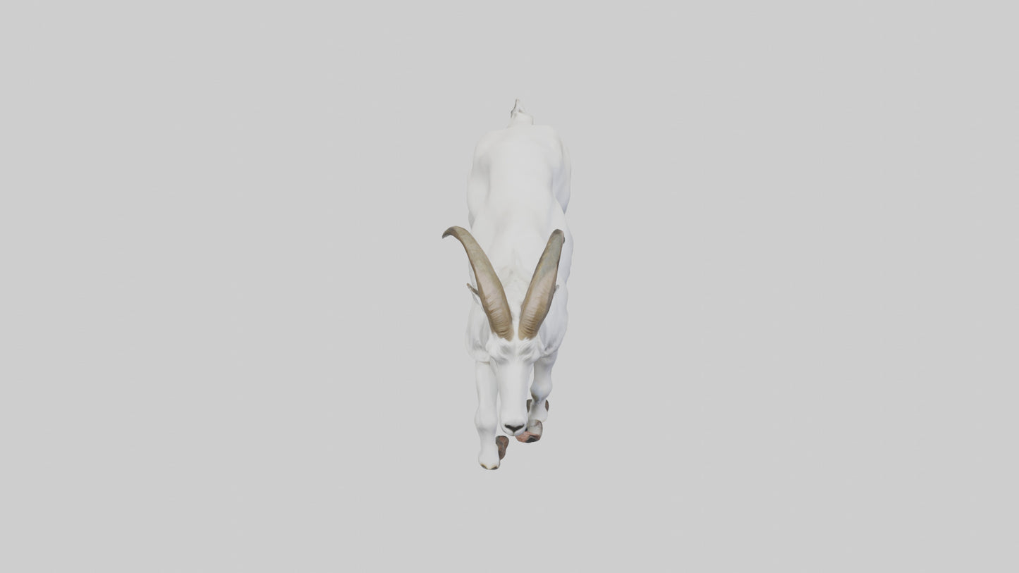 3D model Mountain Goat scaling cliff model VR / AR / low-poly