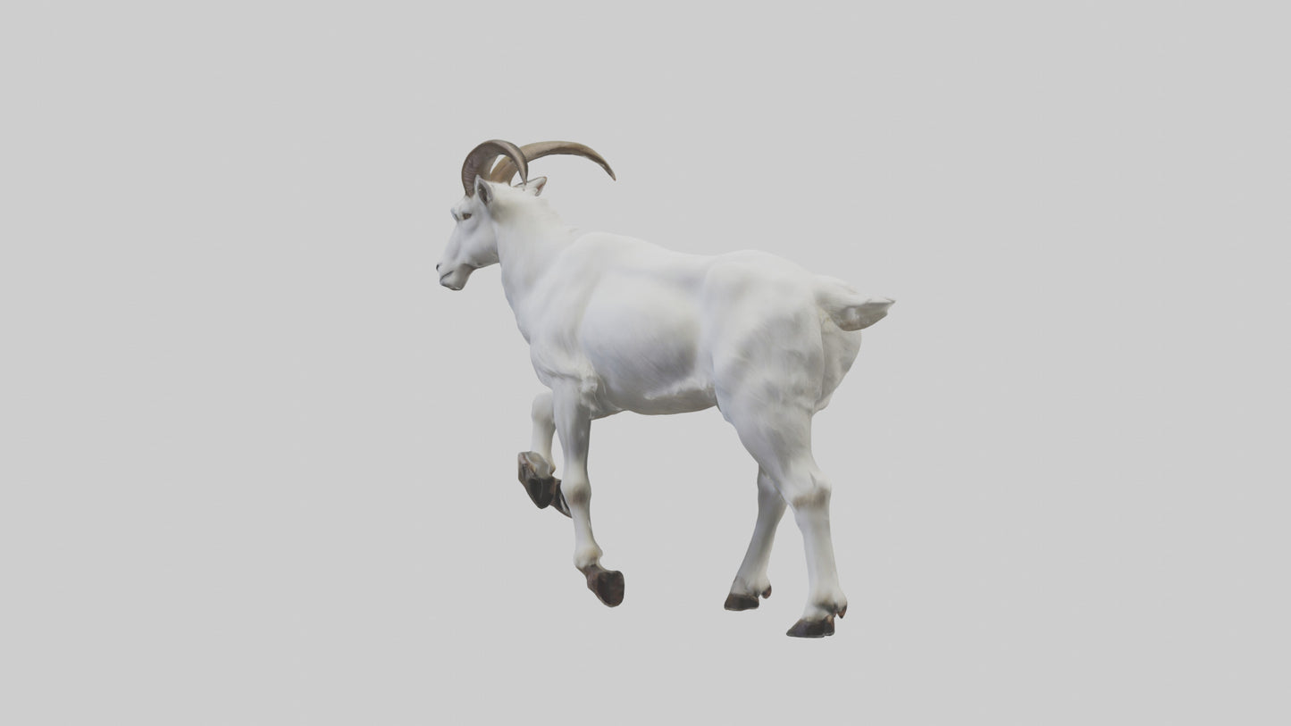 3D model Mountain Goat scaling cliff model VR / AR / low-poly