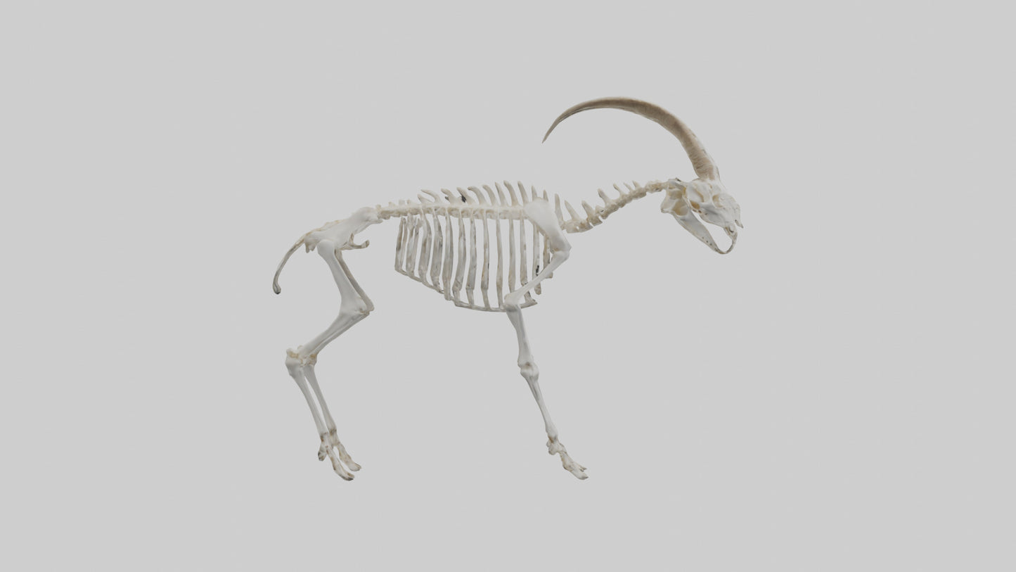 3D model Mountain Goat Skeleton model VR / AR / low-poly