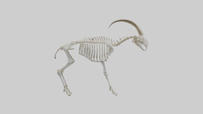 3D model Mountain Goat Skeleton model VR / AR / low-poly