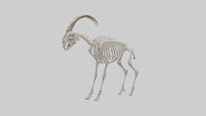 3D model Mountain Goat Skeleton model VR / AR / low-poly