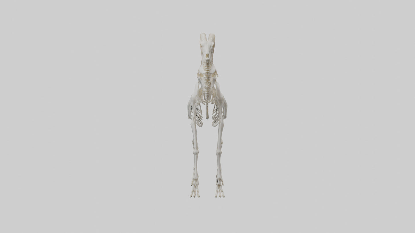 3D model Mountain Goat Skeleton model VR / AR / low-poly