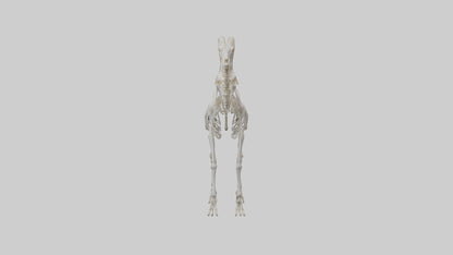 3D model Mountain Goat Skeleton model VR / AR / low-poly