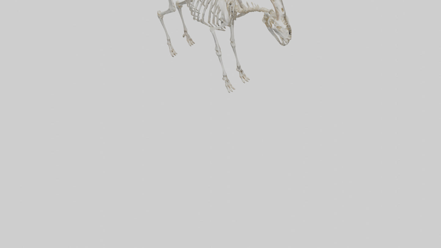 3D model Mountain Goat Skeleton model VR / AR / low-poly