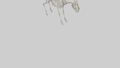 3D model Mountain Goat Skeleton model VR / AR / low-poly