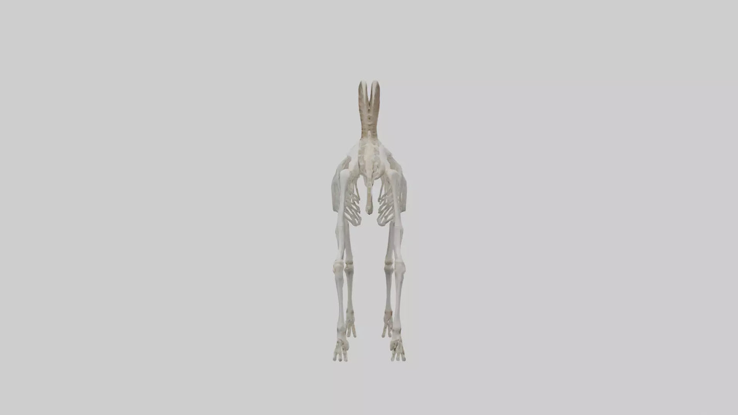 3D model Mountain Goat Skeleton model VR / AR / low-poly