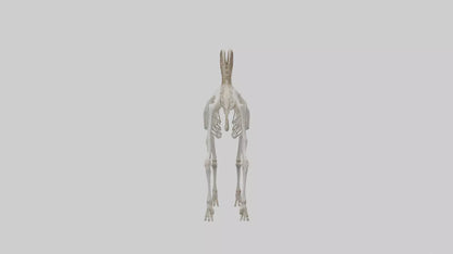 3D model Mountain Goat Skeleton model VR / AR / low-poly