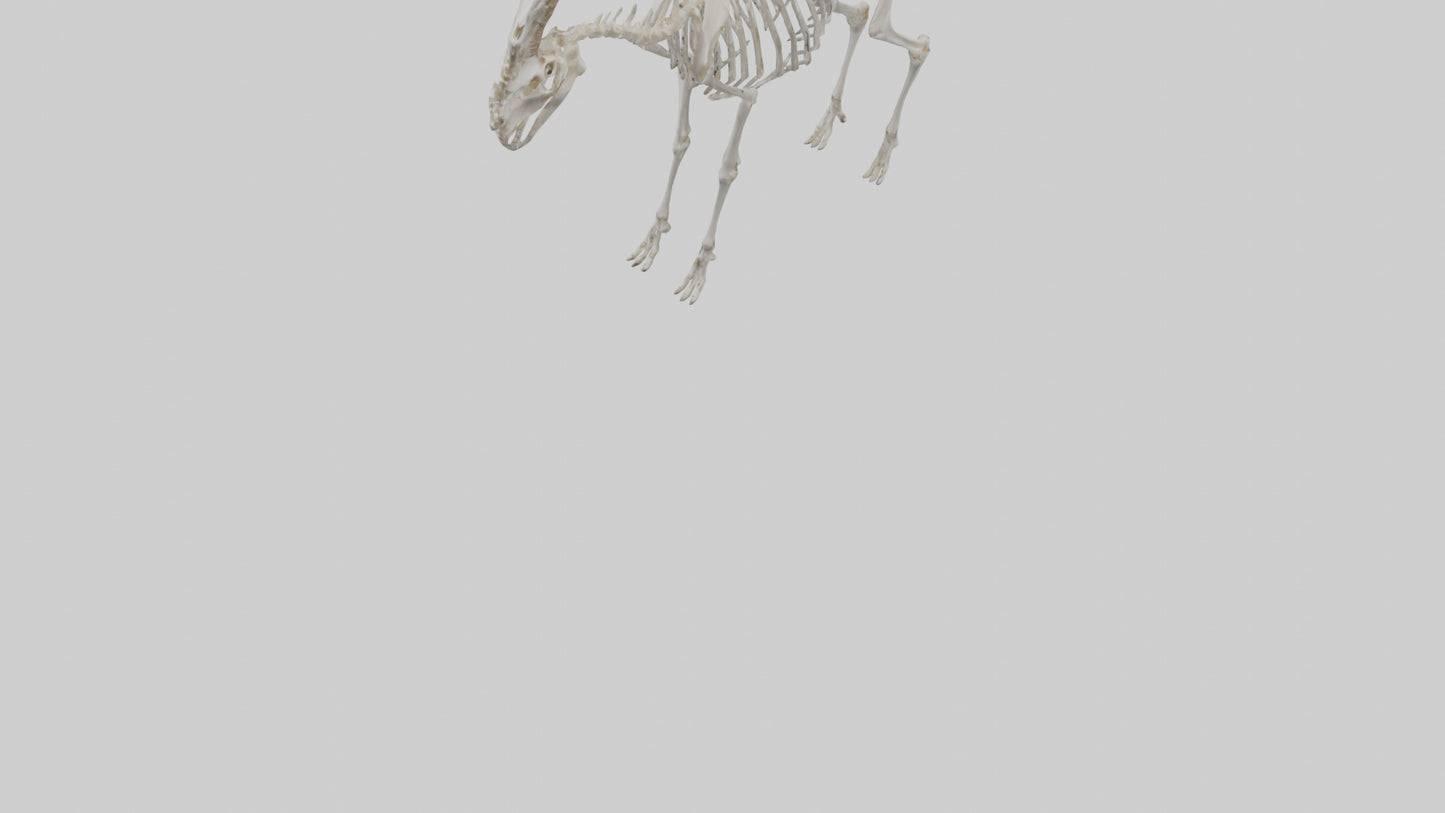 3D model Mountain Goat Skeleton model VR / AR / low-poly