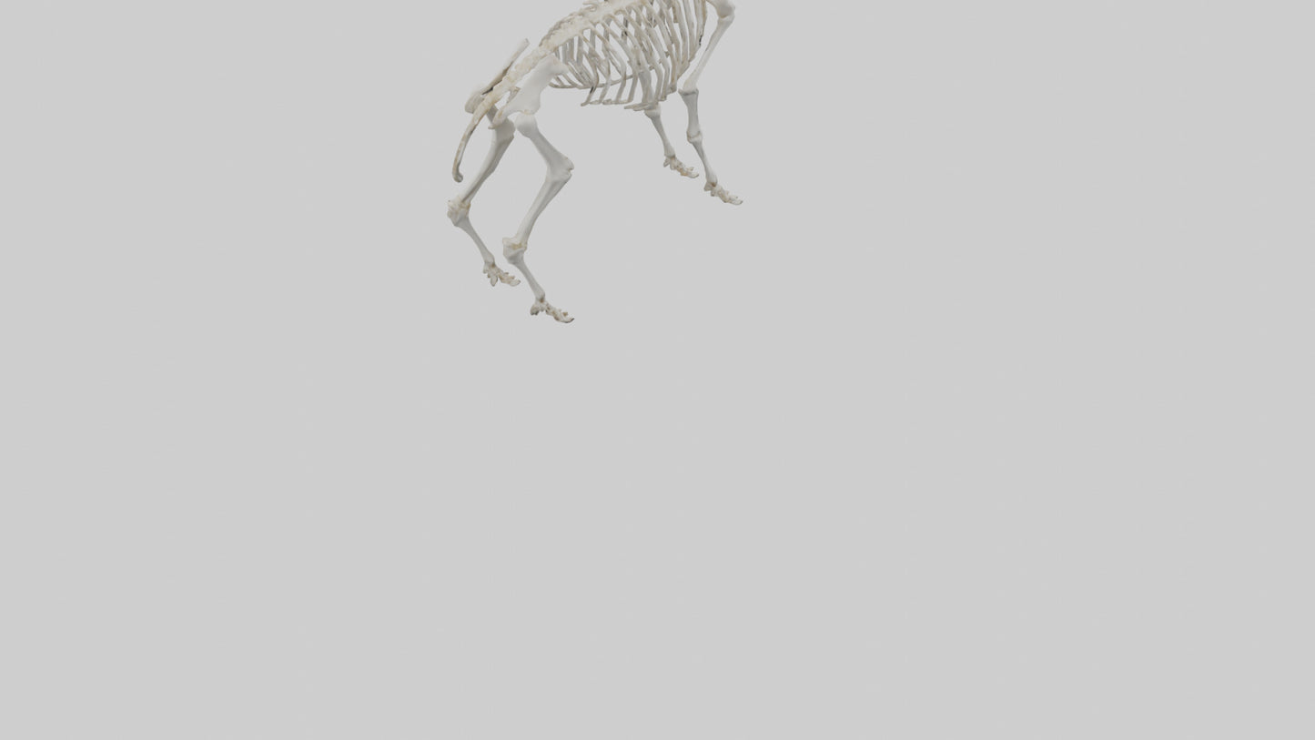 3D model Mountain Goat Skeleton model VR / AR / low-poly