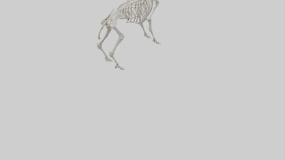 3D model Mountain Goat Skeleton model VR / AR / low-poly