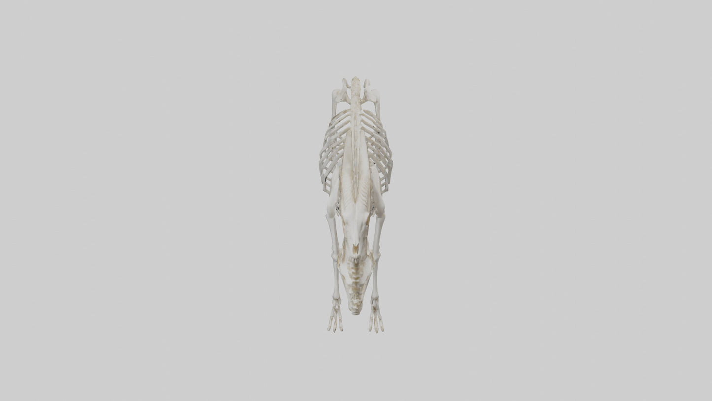 3D model Mountain Goat Skeleton model VR / AR / low-poly