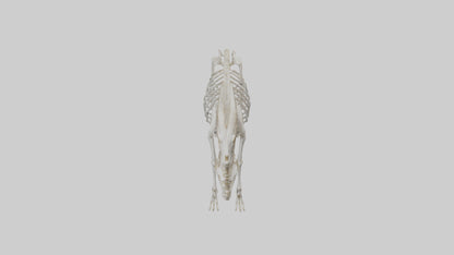 3D model Mountain Goat Skeleton model VR / AR / low-poly