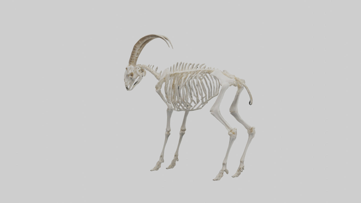 3D model Mountain Goat Skeleton model VR / AR / low-poly