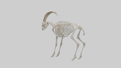 3D model Mountain Goat Skeleton model VR / AR / low-poly