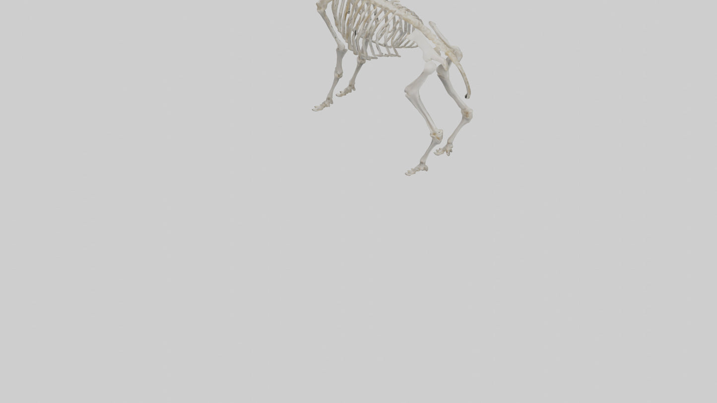 3D model Mountain Goat Skeleton model VR / AR / low-poly