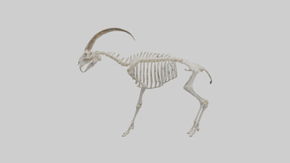 3D model Mountain Goat Skeleton model VR / AR / low-poly