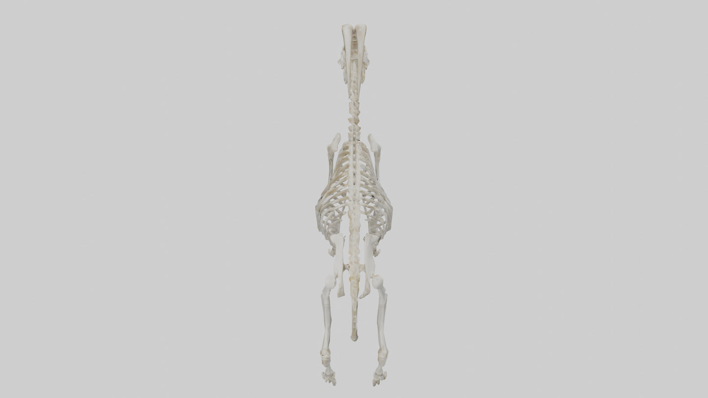 3D model Mountain Goat Skeleton model VR / AR / low-poly