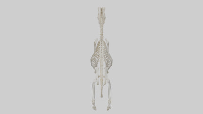 3D model Mountain Goat Skeleton model VR / AR / low-poly