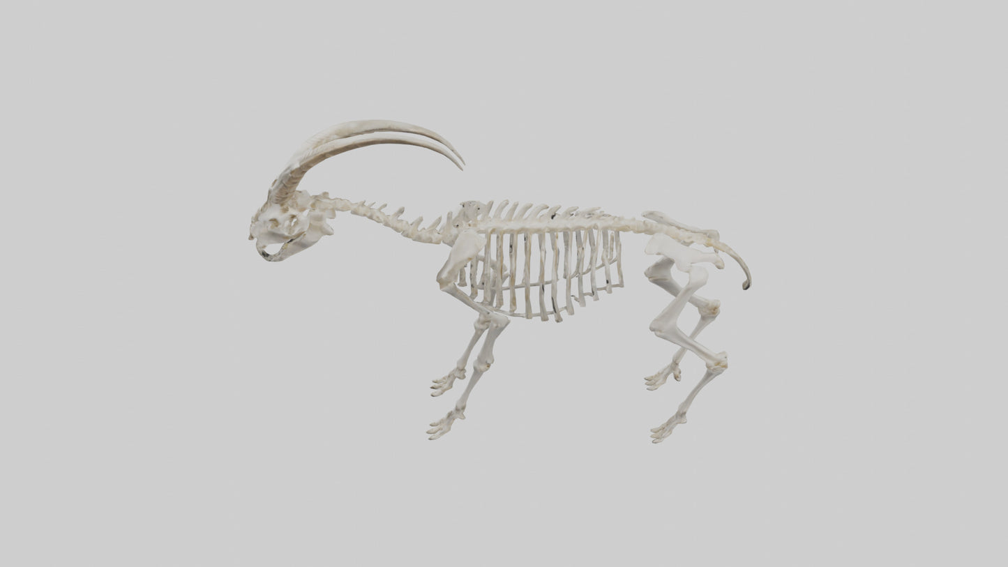 3D model Mountain Goat Skeleton model VR / AR / low-poly