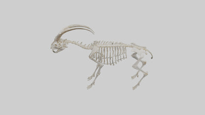 3D model Mountain Goat Skeleton model VR / AR / low-poly
