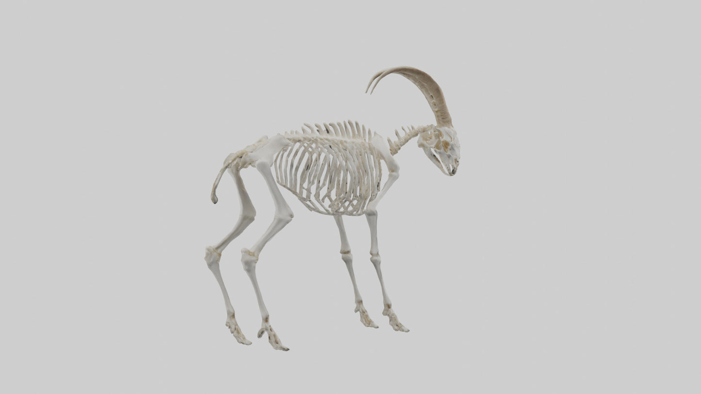 3D model Mountain Goat Skeleton model VR / AR / low-poly