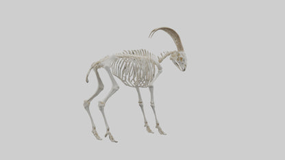 3D model Mountain Goat Skeleton model VR / AR / low-poly