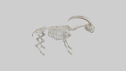 3D model Mountain Goat Skeleton model VR / AR / low-poly