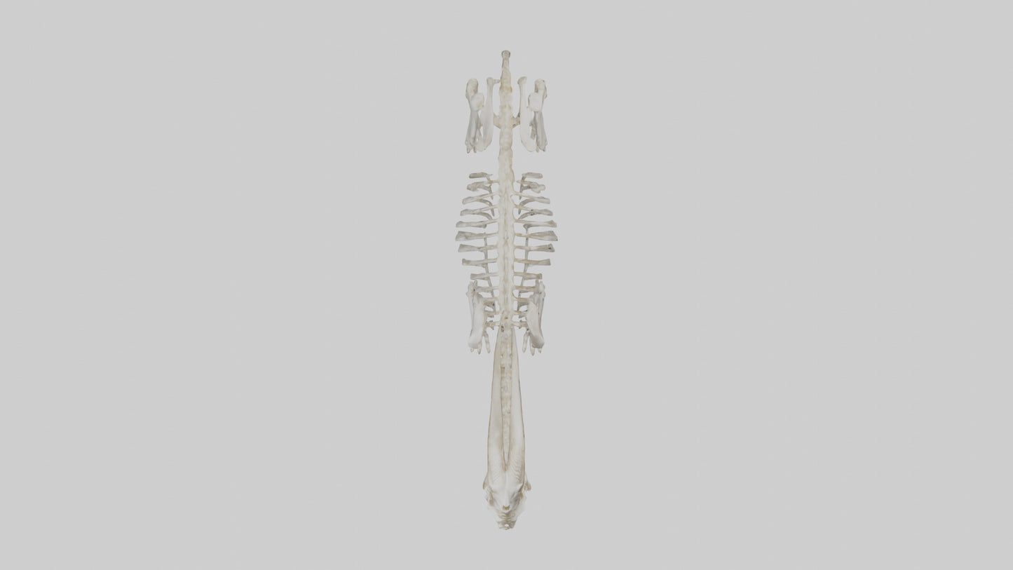 3D model Mountain Goat Skeleton model VR / AR / low-poly