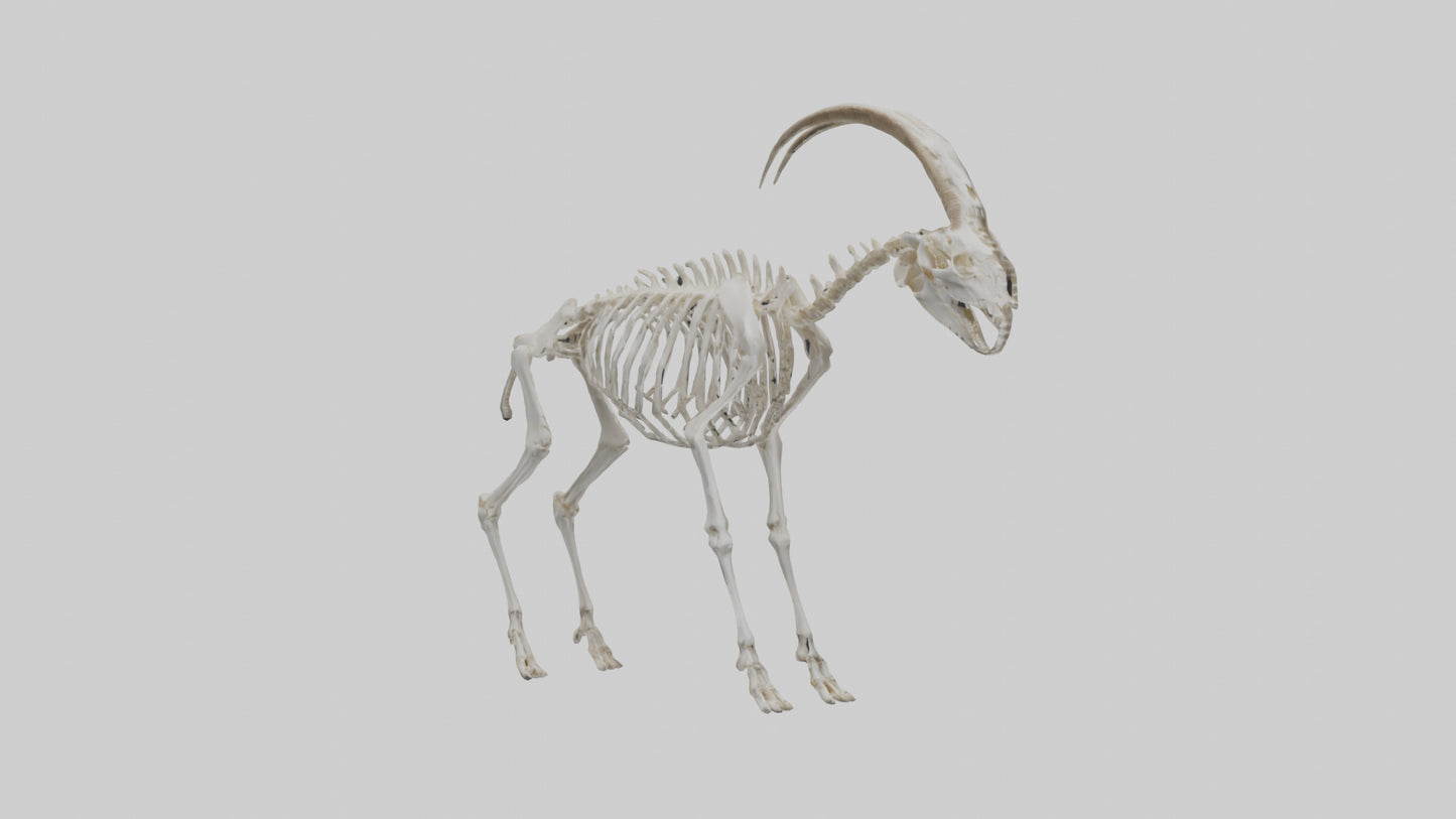 3D model Mountain Goat Skeleton model VR / AR / low-poly