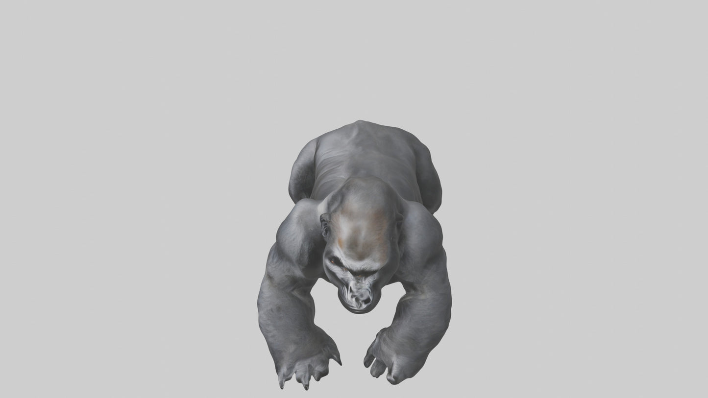 Mountain Gorilla sitting model VR / AR / low-poly