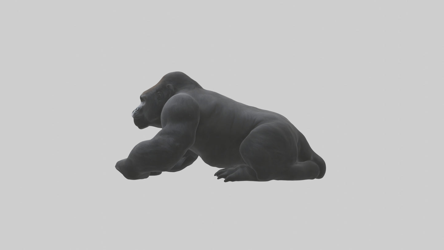 Mountain Gorilla sitting model VR / AR / low-poly