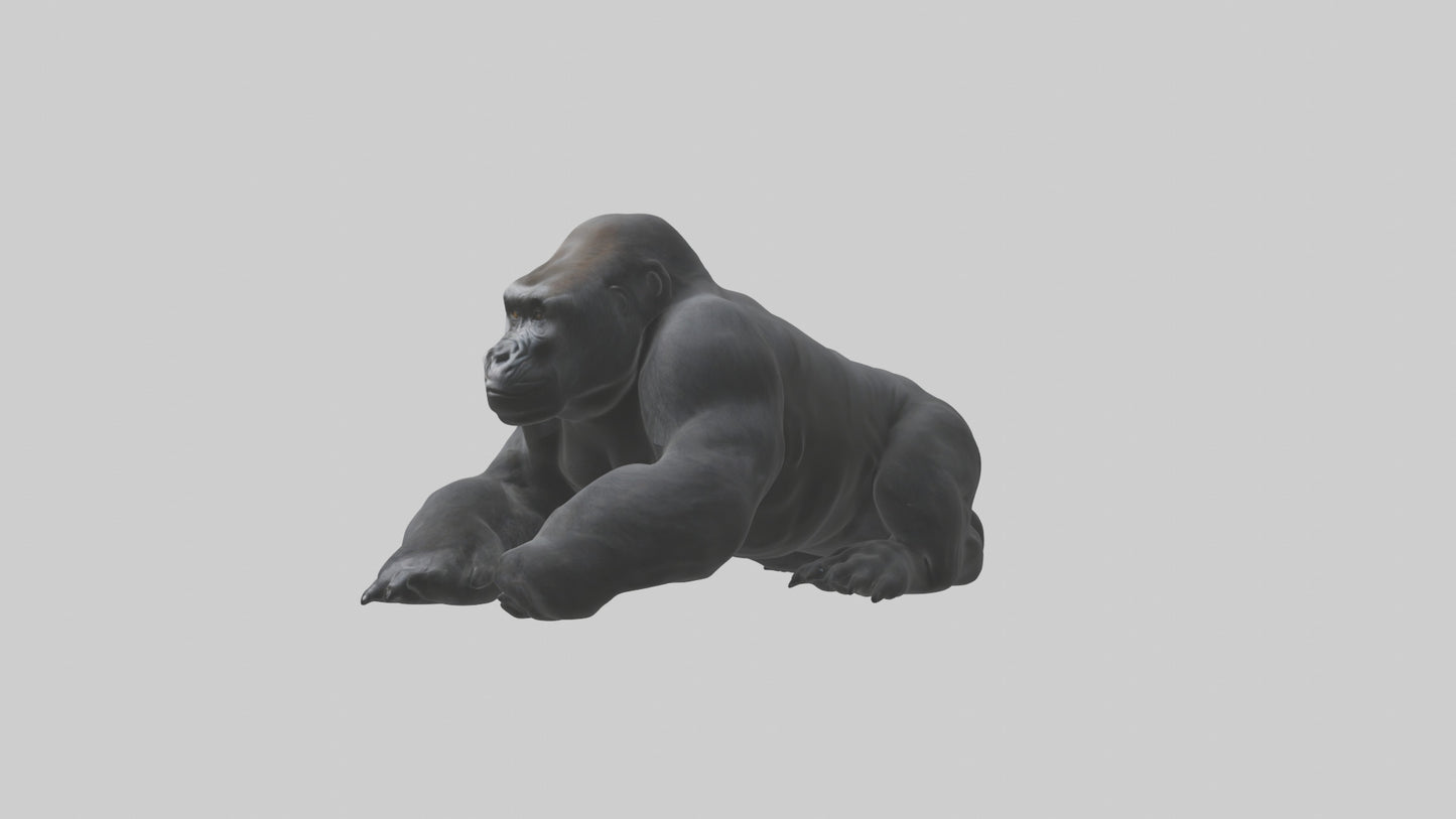 Mountain Gorilla sitting model VR / AR / low-poly