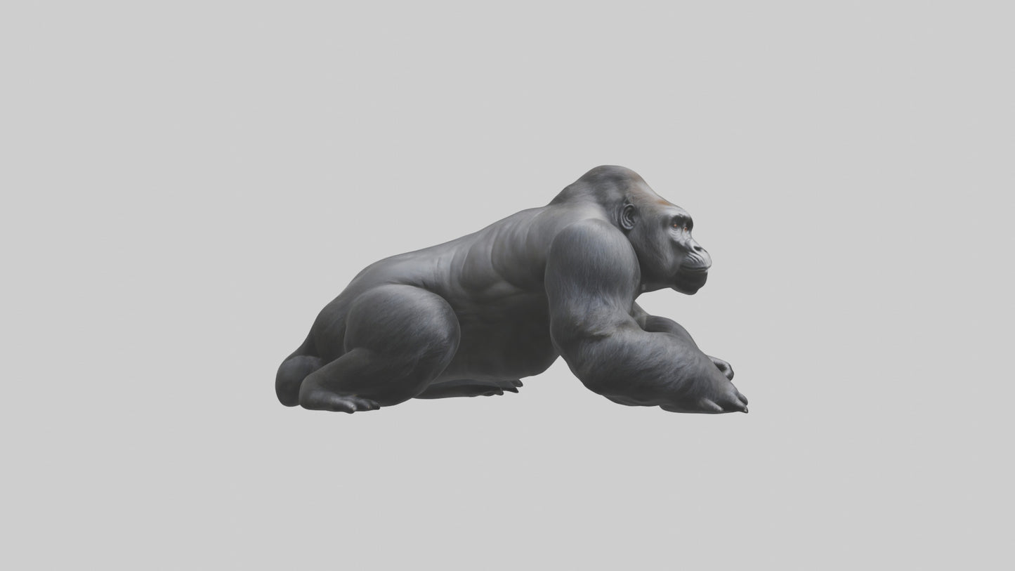 Mountain Gorilla sitting model VR / AR / low-poly