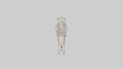 Mouse Skeleton model 3D model