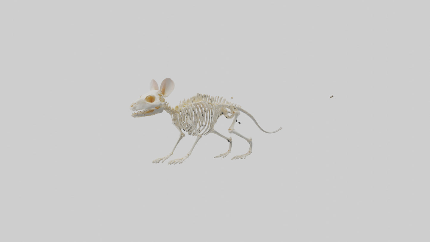 Mouse Skeleton model 3D model