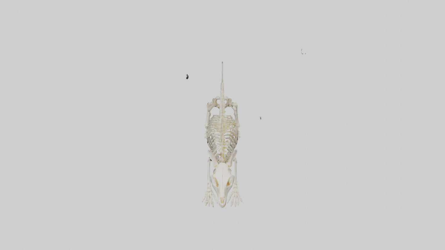 Mouse Skeleton model 3D model