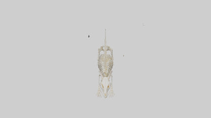 Mouse Skeleton model 3D model