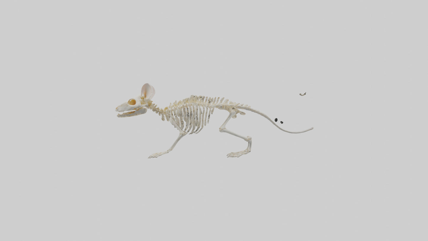 Mouse Skeleton model 3D model