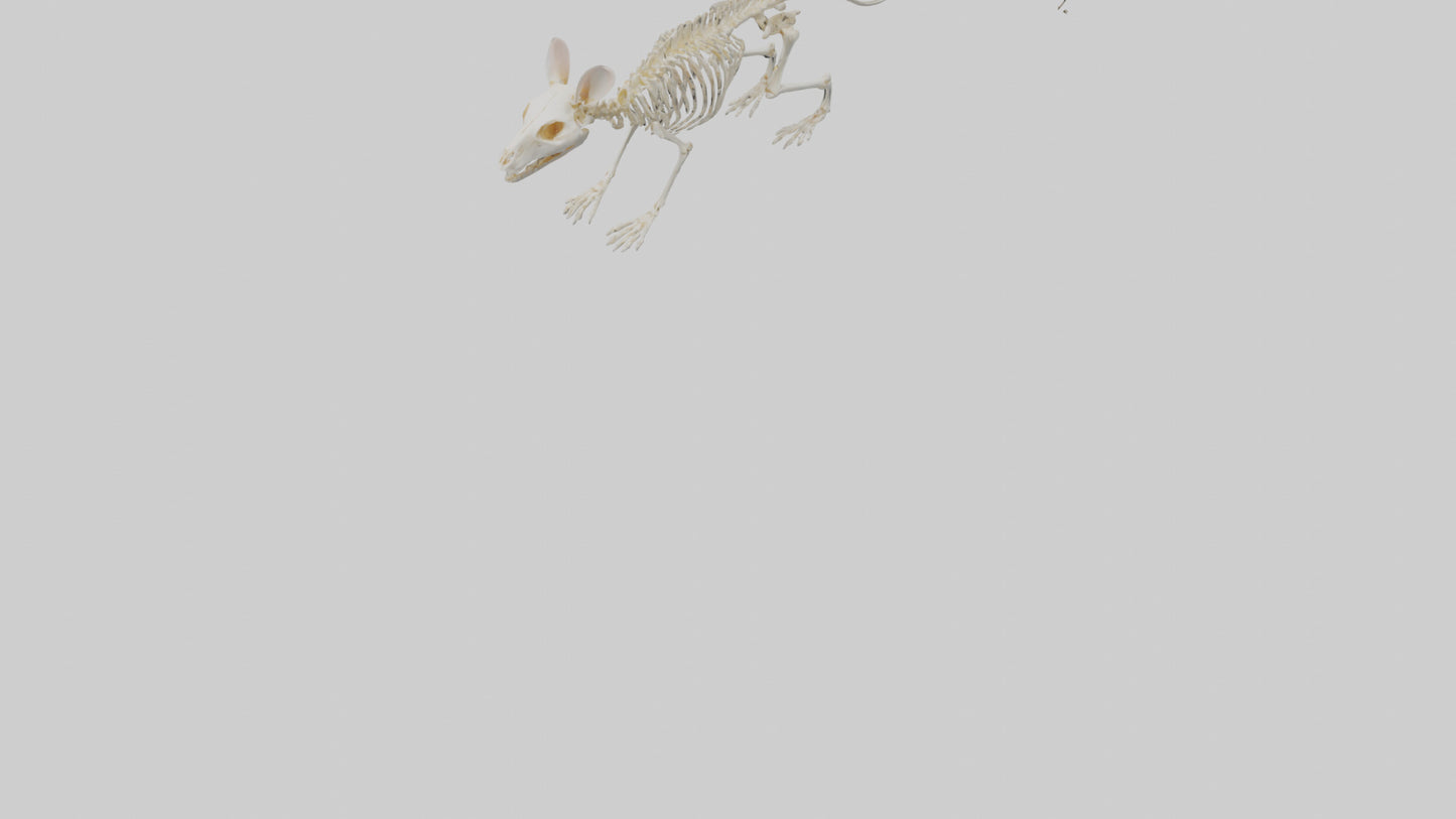 Mouse Skeleton model 3D model