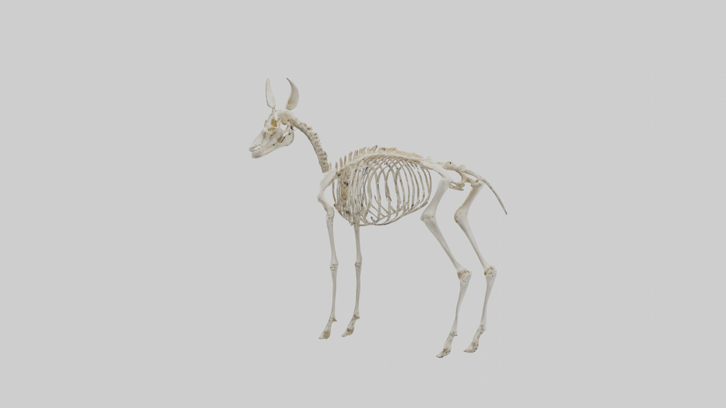 Mouse Skeleton model 3D model