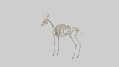 Mouse Skeleton model 3D model