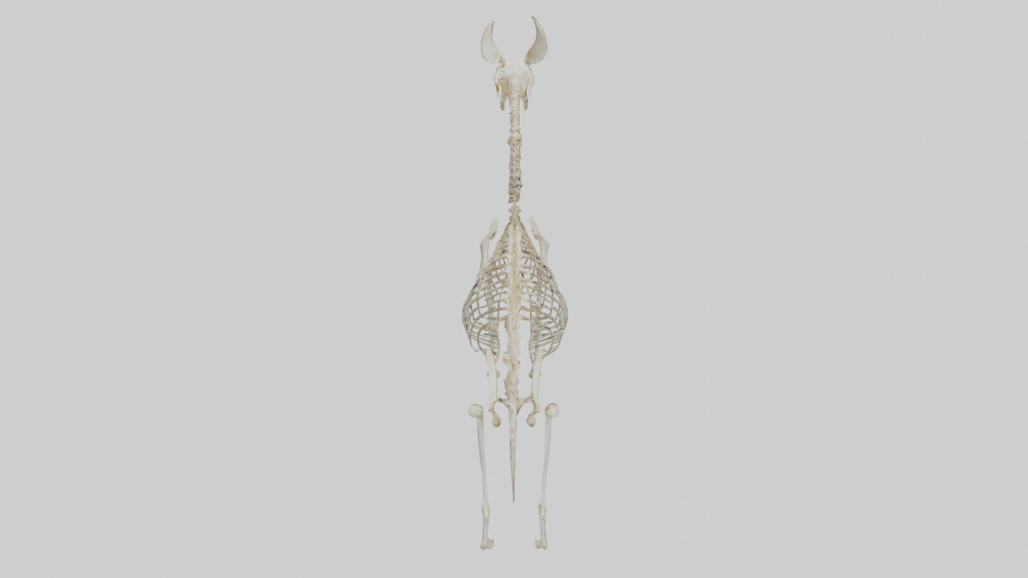 Mouse Skeleton model 3D model