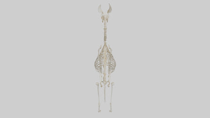Mouse Skeleton model 3D model