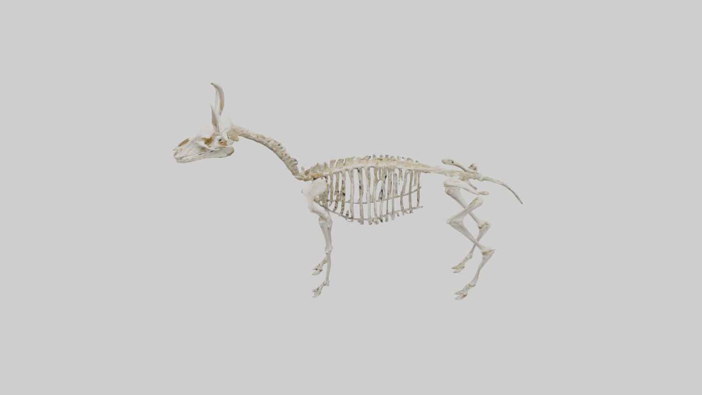 Mouse Skeleton model 3D model